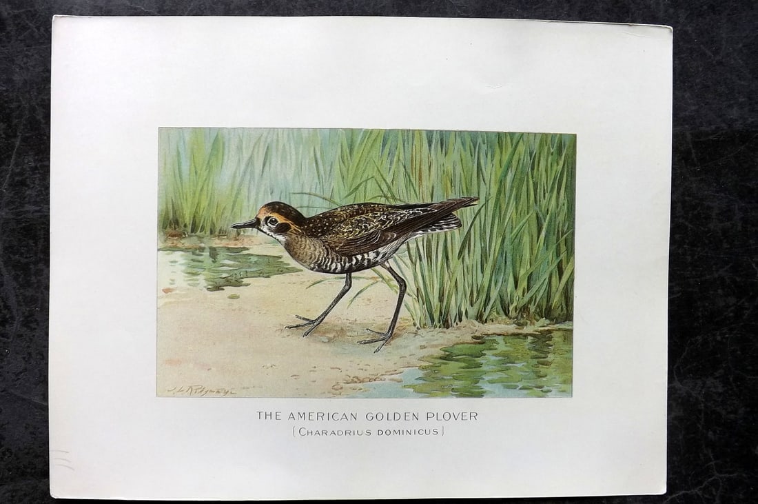 Ridgway & Fuertes 1902 Folio Bird Print. American Golden Plover (1 of 1)
