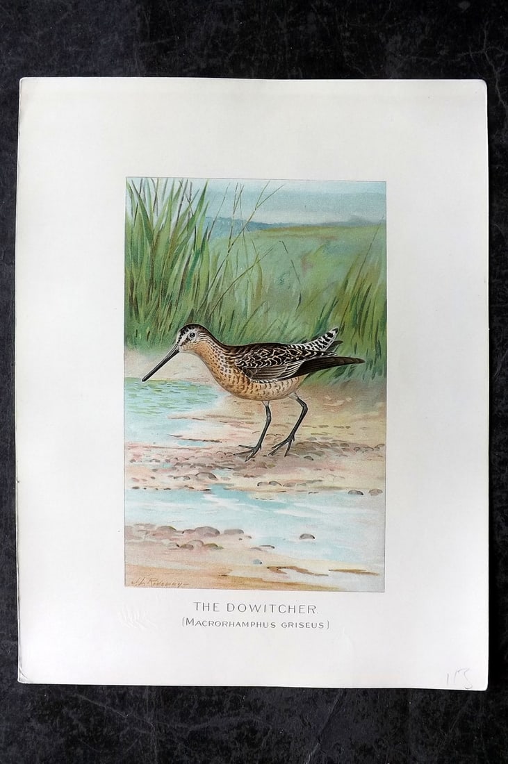 Ridgway & Fuertes 1902 Folio Bird Print. Dowitcher (1 of 1)