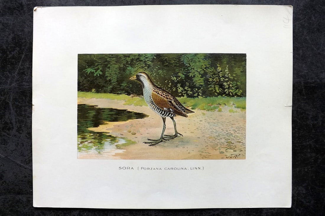 Ridgway & Fuertes 1902 Folio Bird Print. Sora (1 of 1)