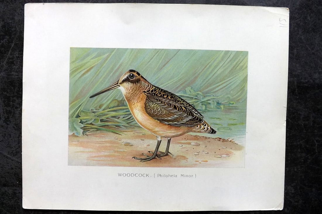 Ridgway & Fuertes 1902 Folio Bird Print. Woodcock (1 of 1)