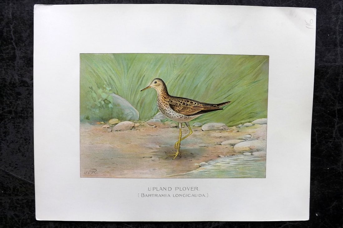 Ridgway & Fuertes 1902 Folio Bird Print. Upland Plover (1 of 1)
