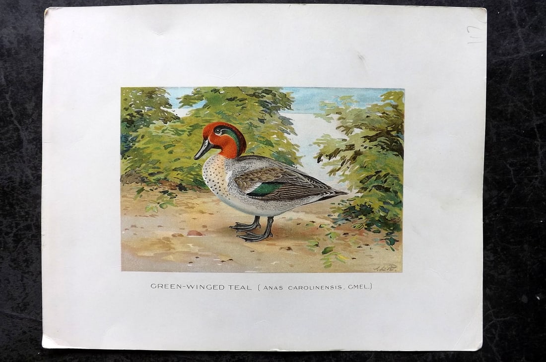 Ridgway & Fuertes 1902 Folio Bird Print. Green Winged Teal (1 of 1)