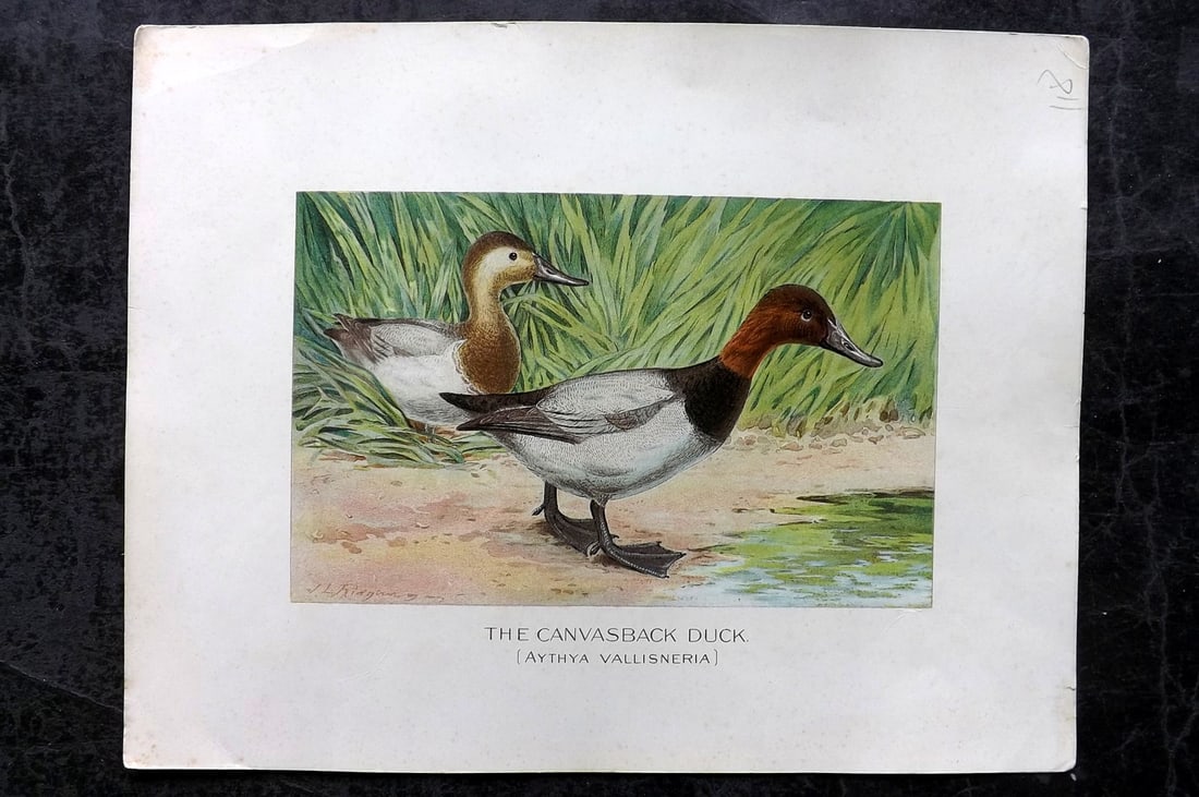 Ridgway & Fuertes 1902 Folio Bird Print. Canvasback Duck (1 of 1)