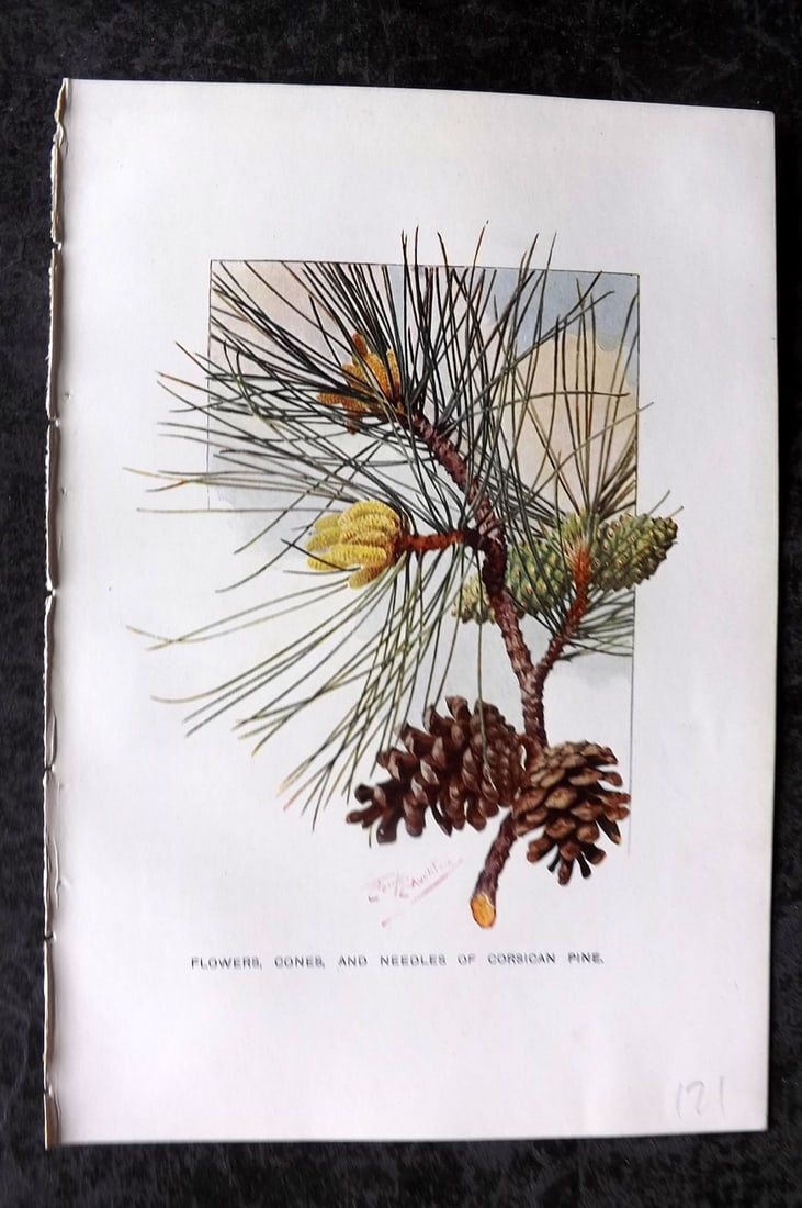 Boulger, George 1907 Botanical Print. Flowers, Cones and Needles of the Corsican Pine (1 of 1)