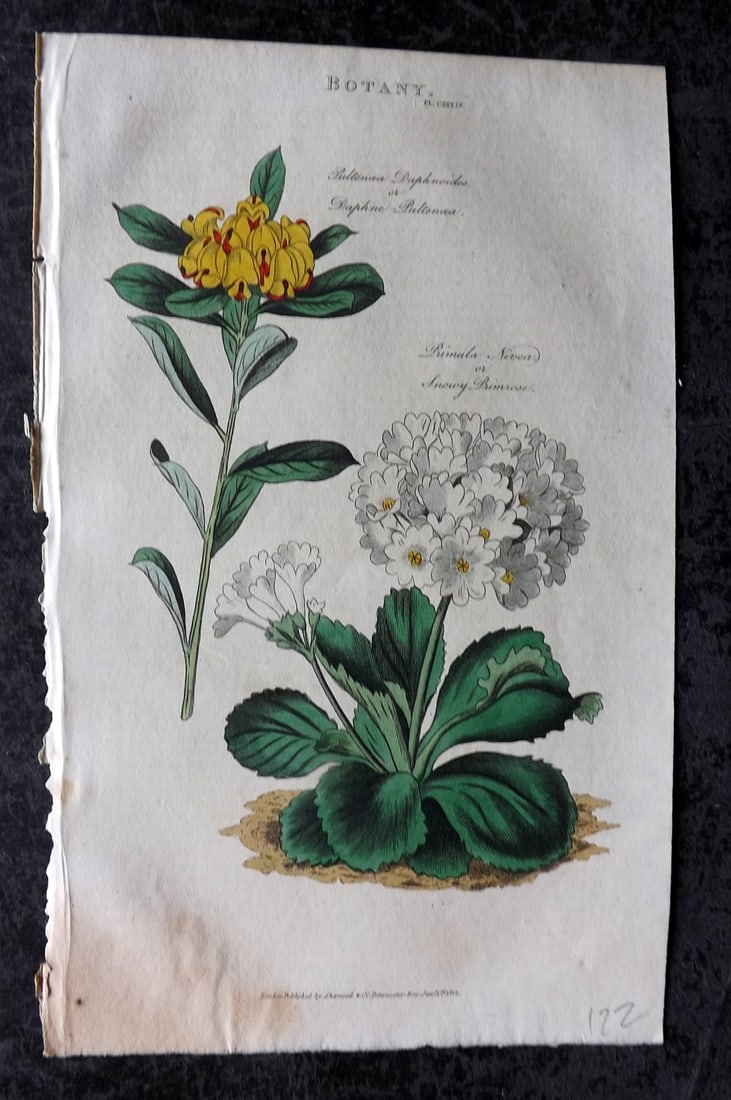 Good, John 1813 Hand Col Botanical Print. Daphne Pultenaea & Snow Brimrose (1 of 1)