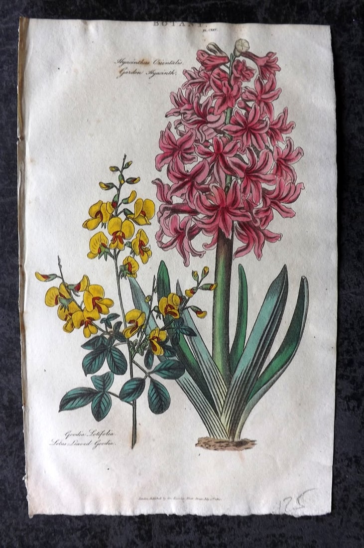 Good, John 1813 Hand Col Botanical Print. Garden Hyacinth & Lotus Leaved Goodia: Copper Plate Published 1806-13, London for "Pantologia: A New Cyclopaedia, Comprehending a Complete Series of Essays" by John Mason Good et al. Fine hand colour as issued. Paper Size: 9.5 x 6 inch (24