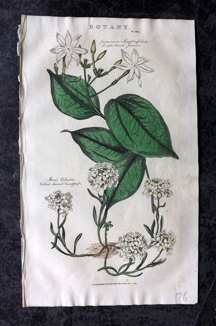Good, John 1813 Hand Col Botanical Print. Single Leaved Jasmine & Candytuft: Copper Plate Published 1806-13, London for "Pantologia: A New Cyclopaedia, Comprehending a Complete Series of Essays" by John Mason Good et al. Fine hand colour as issued. Paper Size: 9.5 x 6 inch (24