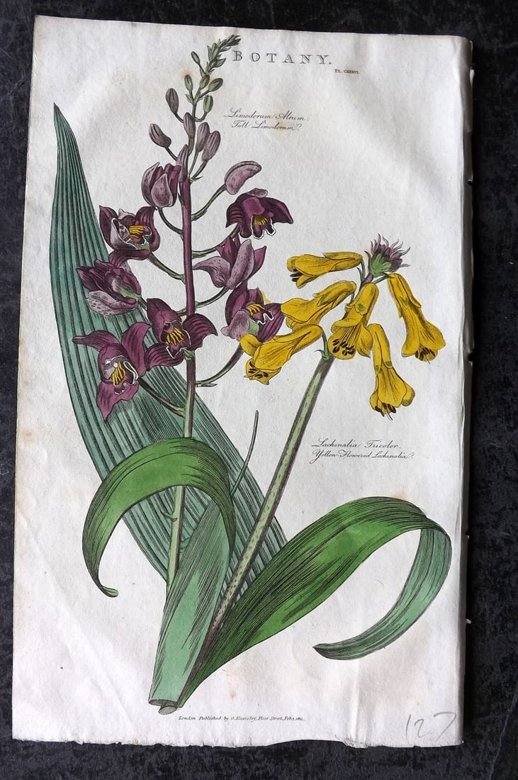 Good, John 1813 Hand Col Botanical Print. Tall Limodorum & Yellow Flowered Lachenalia: Copper Plate Published 1806-13, London for "Pantologia: A New Cyclopaedia, Comprehending a Complete Series of Essays" by John Mason Good et al. Fine hand colour as issued. Paper Size: 9.5 x 6 inch (24