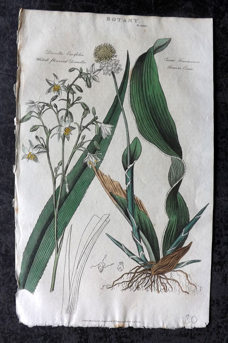 Good, John 1813 Hand Col Botanical Print. Whitish Flowered Dianella & Fraser's Carex: Copper Plate Published 1806-13, London for "Pantologia: A New Cyclopaedia, Comprehending a Complete Series of Essays" by John Mason Good et al. Fine hand colour as issued. Paper Size: 9.5 x 6 inch (24