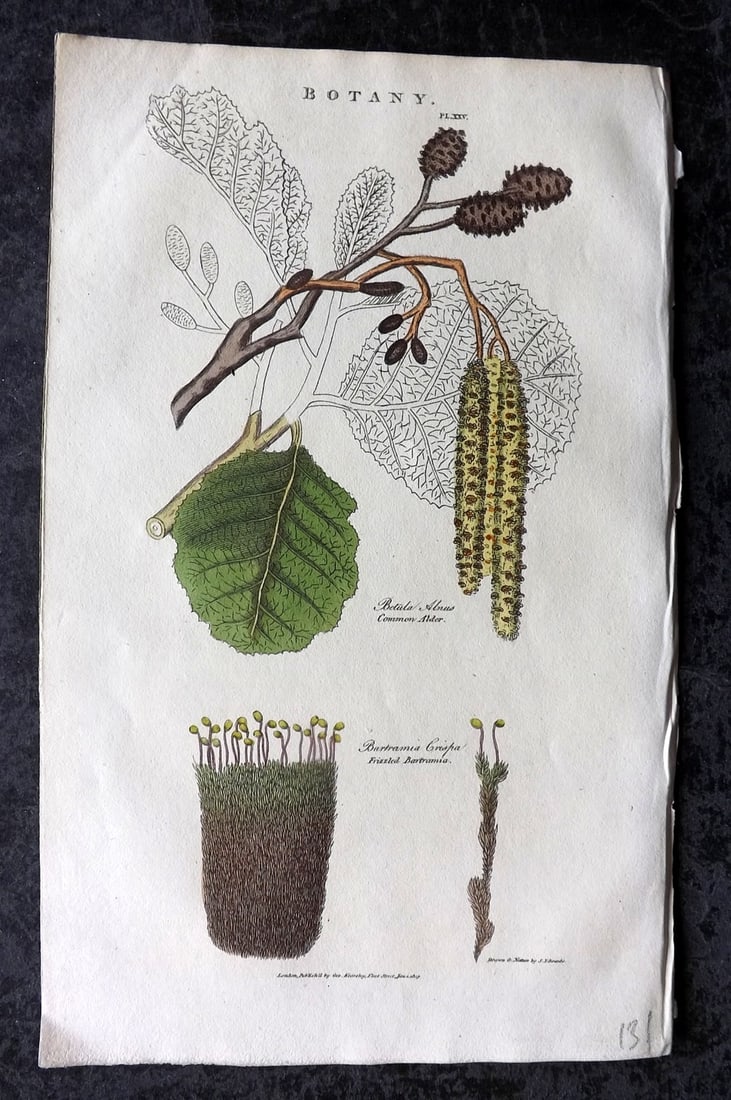 Good, John 1813 Hand Col Botanical Print. Alder & Frizzled Bartramia: Copper Plate Published 1806-13, London for "Pantologia: A New Cyclopaedia, Comprehending a Complete Series of Essays" by John Mason Good et al. Fine hand colour as issued. Paper Size: 9.5 x 6 inch (24