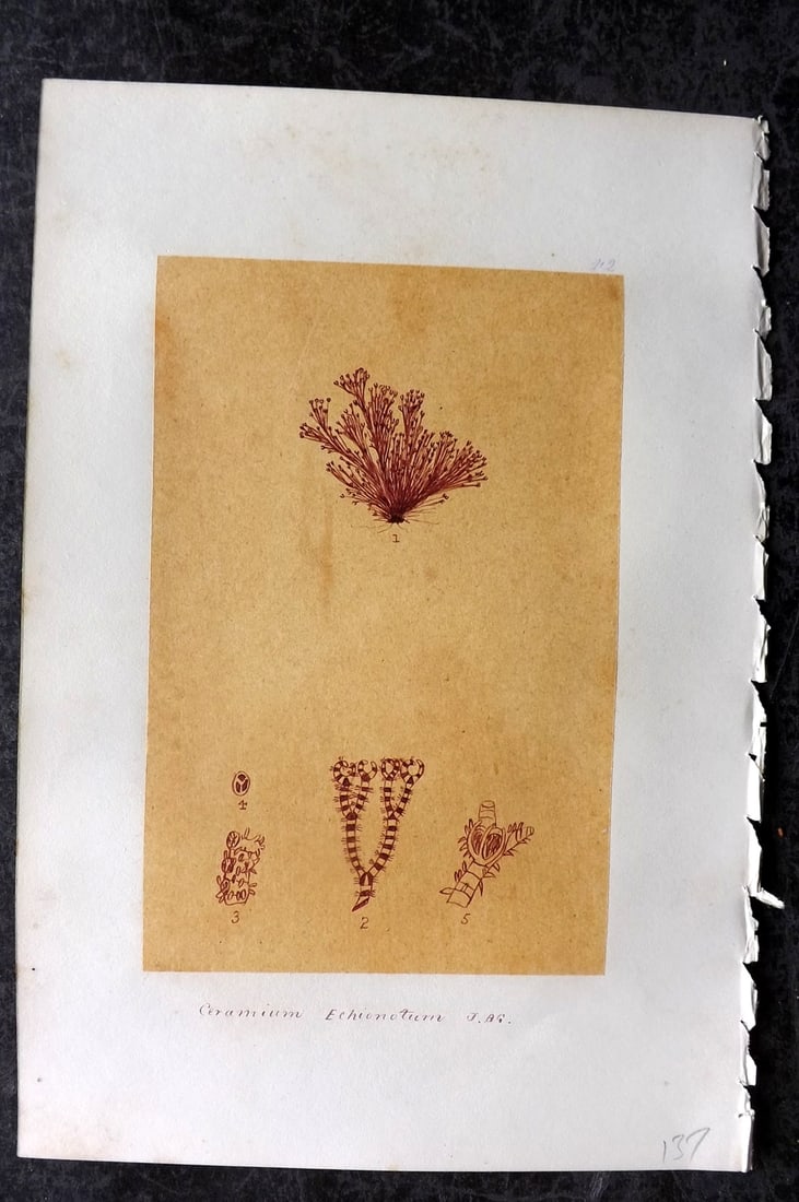 Original Art C1875 Seaweed. Ceramium Echionotum 42: Pen, Ink and/or Watercolour Made in C1875, England for a privately created work on British Seaweeds by an unknown but Gifted Artist. Each drawing with accompanying descriptive manuscript plate, also f