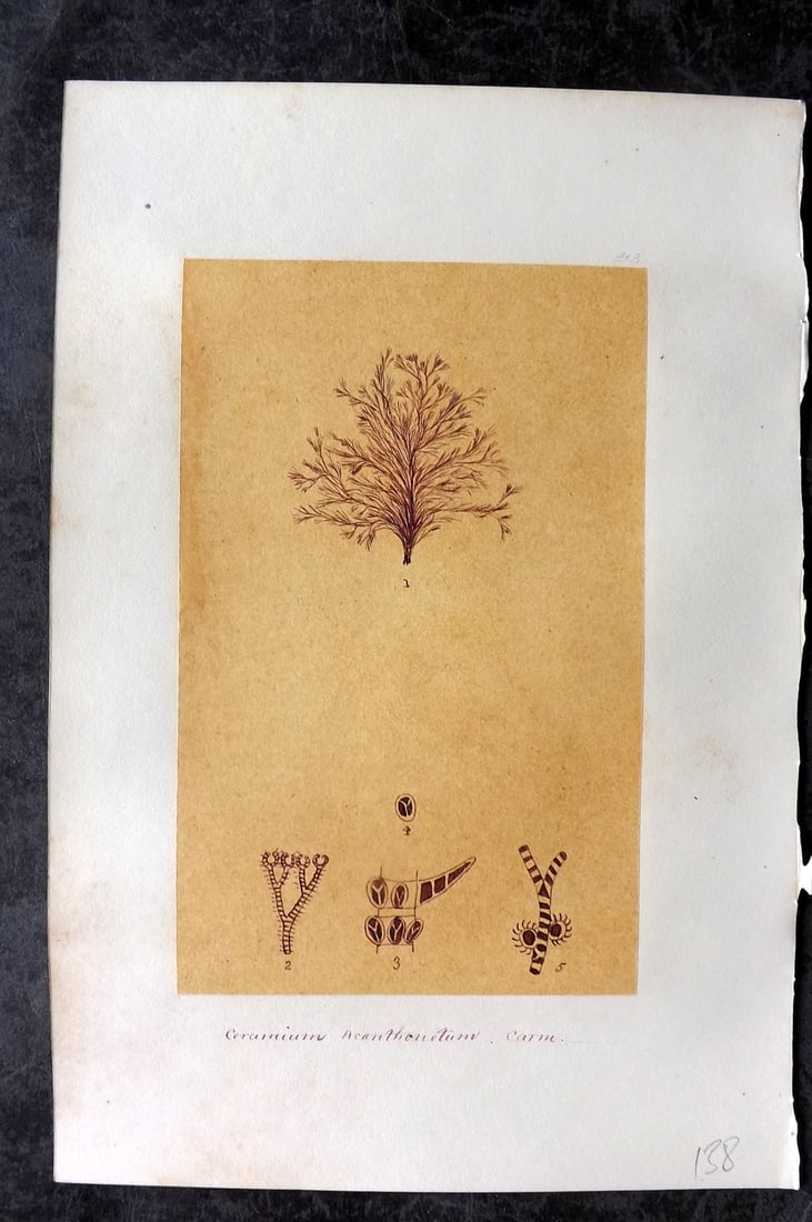 Original Art C1875 Seaweed. Ceramium Acanthonotum 43: Pen, Ink and/or Watercolour Made in C1875, England for a privately created work on British Seaweeds by an unknown but Gifted Artist. Each drawing with accompanying descriptive manuscript plate, also f