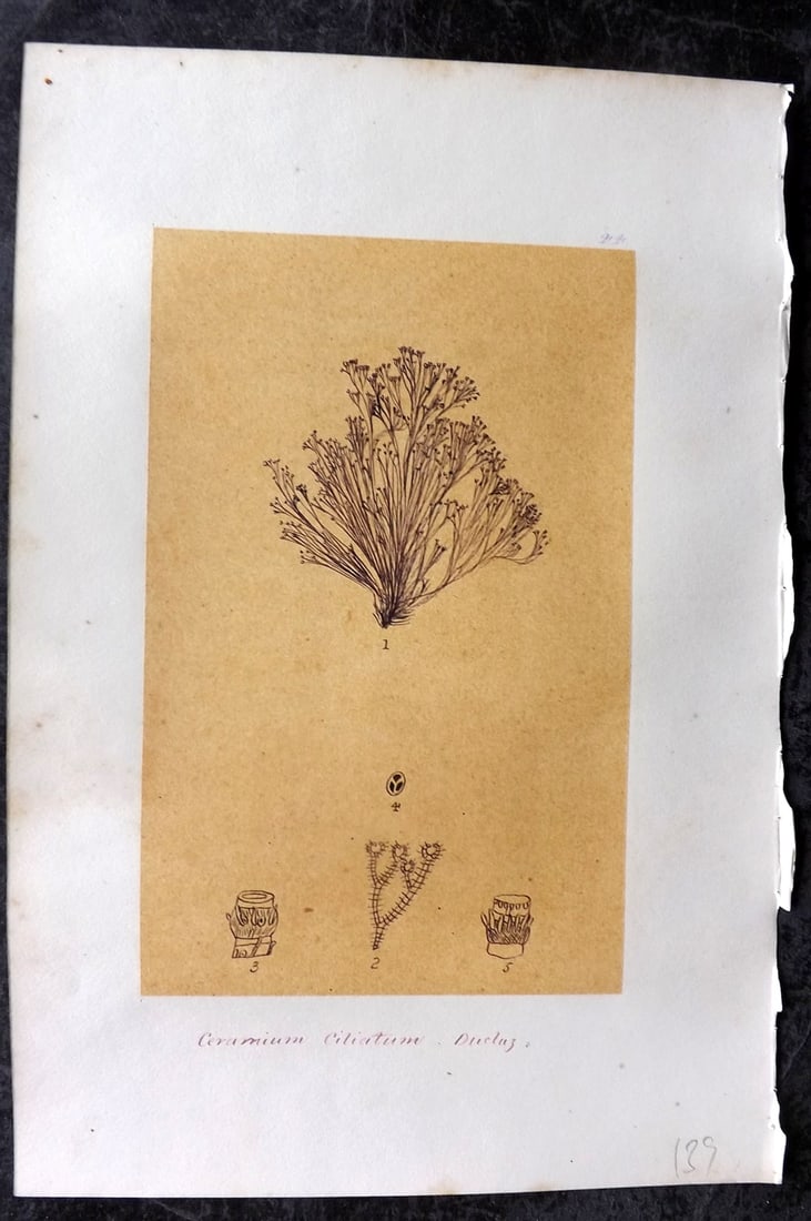 Original Art C1875 Seaweed. Ceramium Ciliatum 44: Pen, Ink and/or Watercolour Made in C1875, England for a privately created work on British Seaweeds by an unknown but Gifted Artist. Each drawing with accompanying descriptive manuscript plate, also f