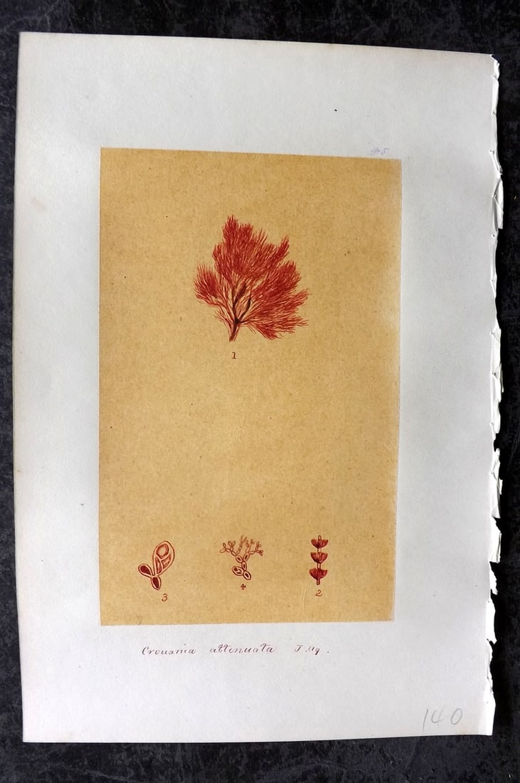 Original Art C1875 Seaweed. Ceramium Attenuata 45: Pen, Ink and/or Watercolour Made in C1875, England for a privately created work on British Seaweeds by an unknown but Gifted Artist. Each drawing with accompanying descriptive manuscript plate, also f