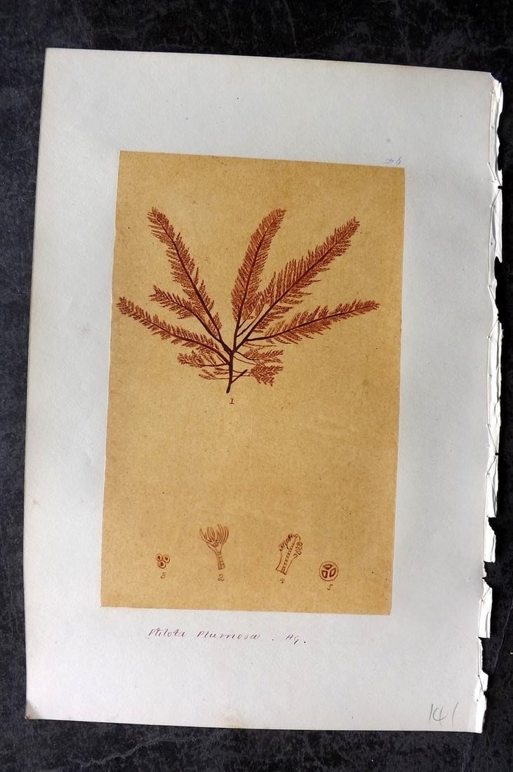 Original Art C1875 Seaweed. Atilota Plumosa 46: Pen, Ink and/or Watercolour Made in C1875, England for a privately created work on British Seaweeds by an unknown but Gifted Artist. Each drawing with accompanying descriptive manuscript plate, also f