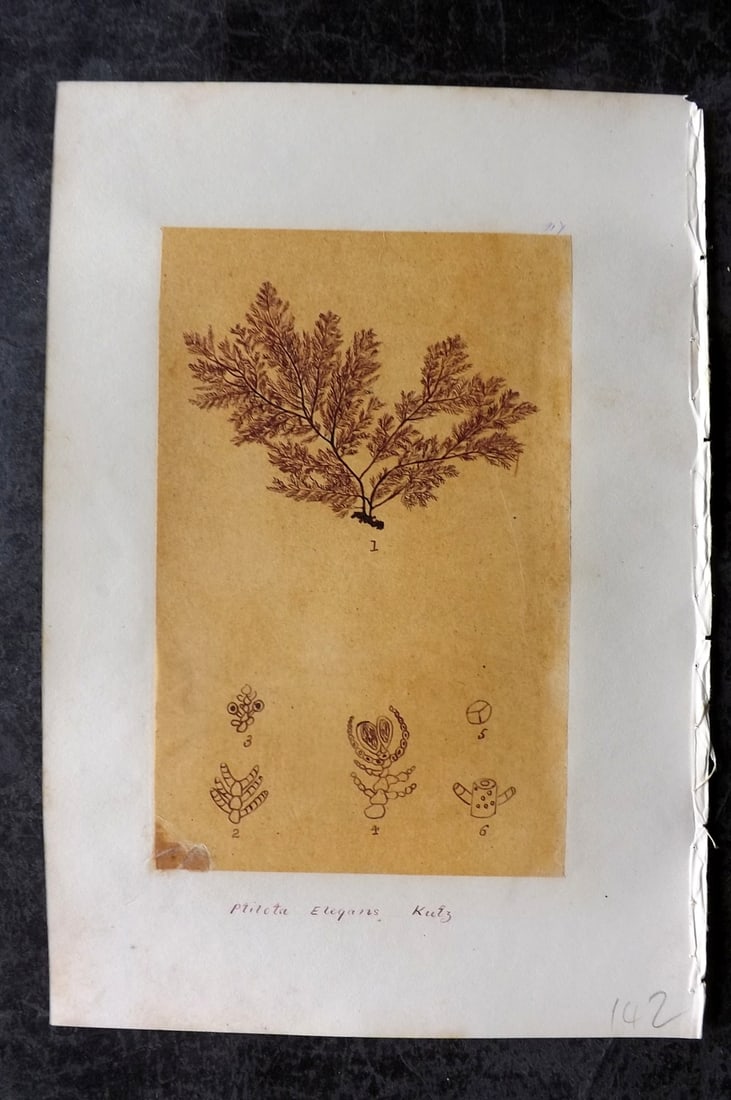 Original Art C1875 Seaweed. Atilota Elegans 47: Pen, Ink and/or Watercolour Made in C1875, England for a privately created work on British Seaweeds by an unknown but Gifted Artist. Each drawing with accompanying descriptive manuscript plate, also f