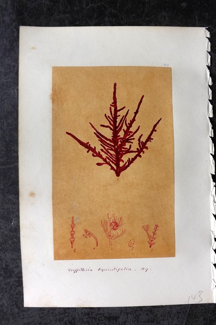 Original Art C1875 Seaweed. Griffithsia Equisetifolia 48: Pen, Ink and/or Watercolour Made in C1875, England for a privately created work on British Seaweeds by an unknown but Gifted Artist. Each drawing with accompanying descriptive manuscript plate, also f