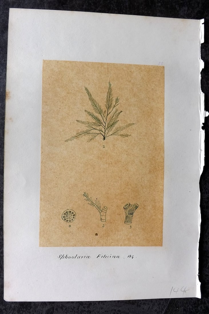 Original Art C1875 Seaweed. Sphacelaria Filicina 55: Pen, Ink and/or Watercolour Made in C1875, England for a privately created work on British Seaweeds by an unknown but Gifted Artist. Each drawing with accompanying descriptive manuscript plate, also f