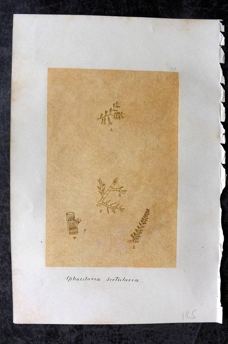 Original Art C1875 Seaweed. Sphacelaria Sertularia 56: Pen, Ink and/or Watercolour Made in C1875, England for a privately created work on British Seaweeds by an unknown but Gifted Artist. Each drawing with accompanying descriptive manuscript plate, also f