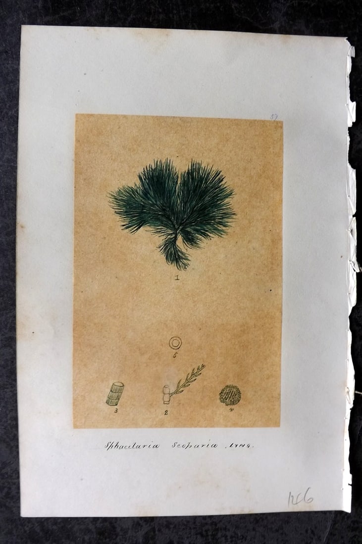 Original Art C1875 Seaweed. Sphacelaria Scoparia 57: Pen, Ink and/or Watercolour Made in C1875, England for a privately created work on British Seaweeds by an unknown but Gifted Artist. Each drawing with accompanying descriptive manuscript plate, also f