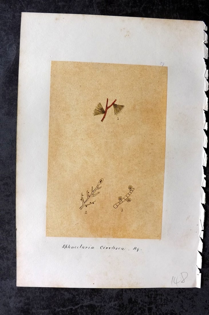 Original Art C1875 Seaweed. Sphacelaria Cirrhosa 59: Pen, Ink and/or Watercolour Made in C1875, England for a privately created work on British Seaweeds by an unknown but Gifted Artist. Each drawing with accompanying descriptive manuscript plate, also f