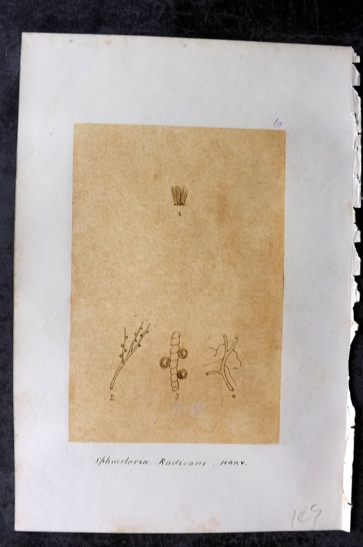 Original Art C1875 Seaweed. Sphacelaria Radicans 60: Pen, Ink and/or Watercolour Made in C1875, England for a privately created work on British Seaweeds by an unknown but Gifted Artist. Each drawing with accompanying descriptive manuscript plate, also f