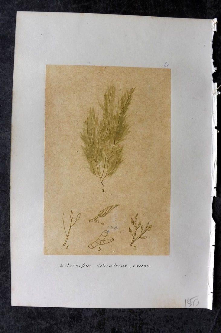Original Art C1875 Seaweed. Ectocarpus Siliculosus 61: Pen, Ink and/or Watercolour Made in C1875, England for a privately created work on British Seaweeds by an unknown but Gifted Artist. Each drawing with accompanying descriptive manuscript plate, also f