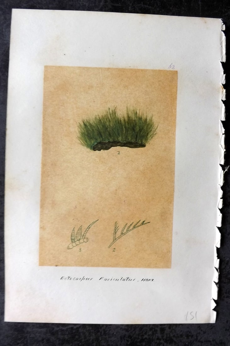 Original Art C1875 Seaweed. Ectocarpus Fasiculatus 62: Pen, Ink and/or Watercolour Made in C1875, England for a privately created work on British Seaweeds by an unknown but Gifted Artist. Each drawing with accompanying descriptive manuscript plate, also f