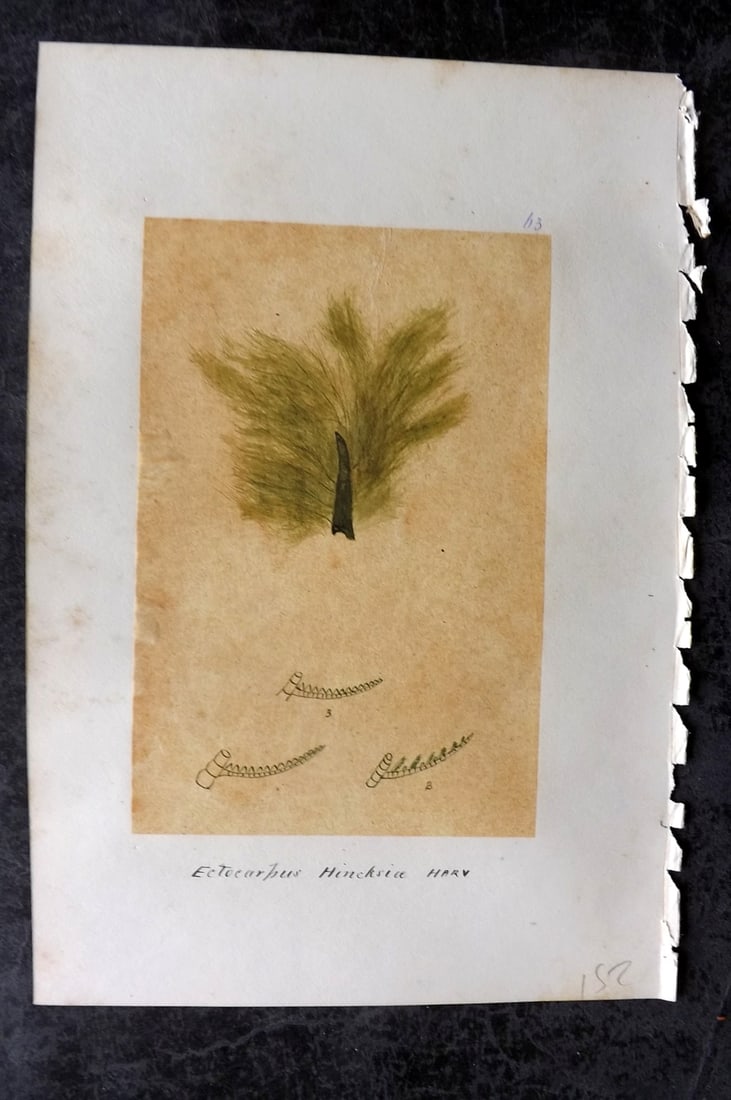 Original Art C1875 Seaweed. Ectocarpus Hincksiae 63: Pen, Ink and/or Watercolour Made in C1875, England for a privately created work on British Seaweeds by an unknown but Gifted Artist. Each drawing with accompanying descriptive manuscript plate, also f