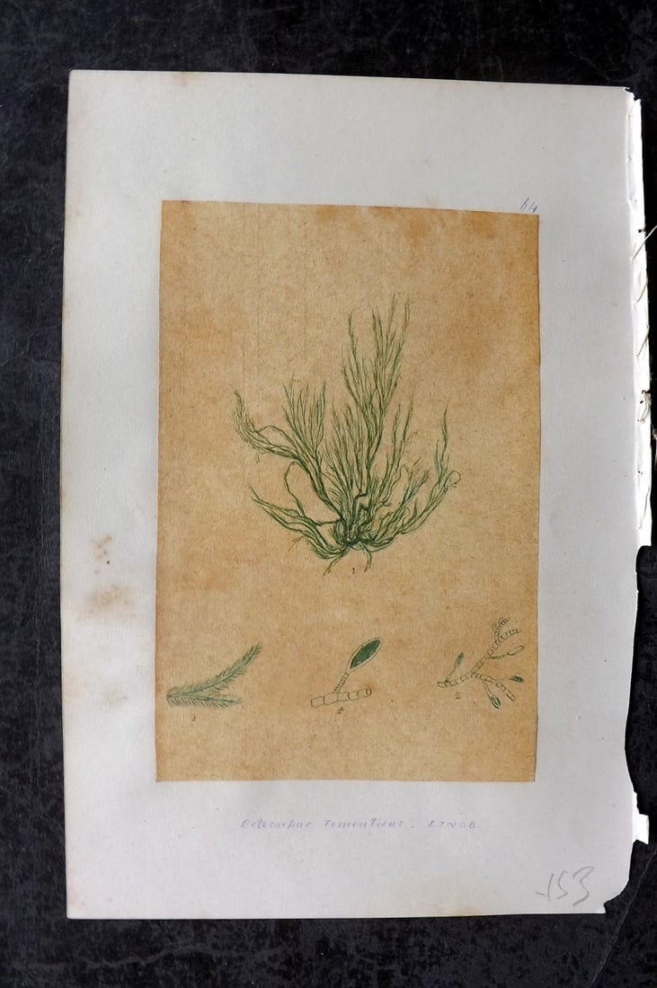 Original Art C1875 Seaweed. Ectocarpus Tomentosus 64: Pen, Ink and/or Watercolour Made in C1875, England for a privately created work on British Seaweeds by an unknown but Gifted Artist. Each drawing with accompanying descriptive manuscript plate, also f