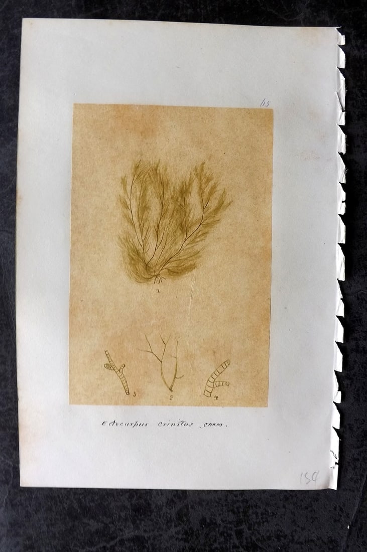 Original Art C1875 Seaweed. Ectocarpus Crinitus 65: Pen, Ink and/or Watercolour Made in C1875, England for a privately created work on British Seaweeds by an unknown but Gifted Artist. Each drawing with accompanying descriptive manuscript plate, also f