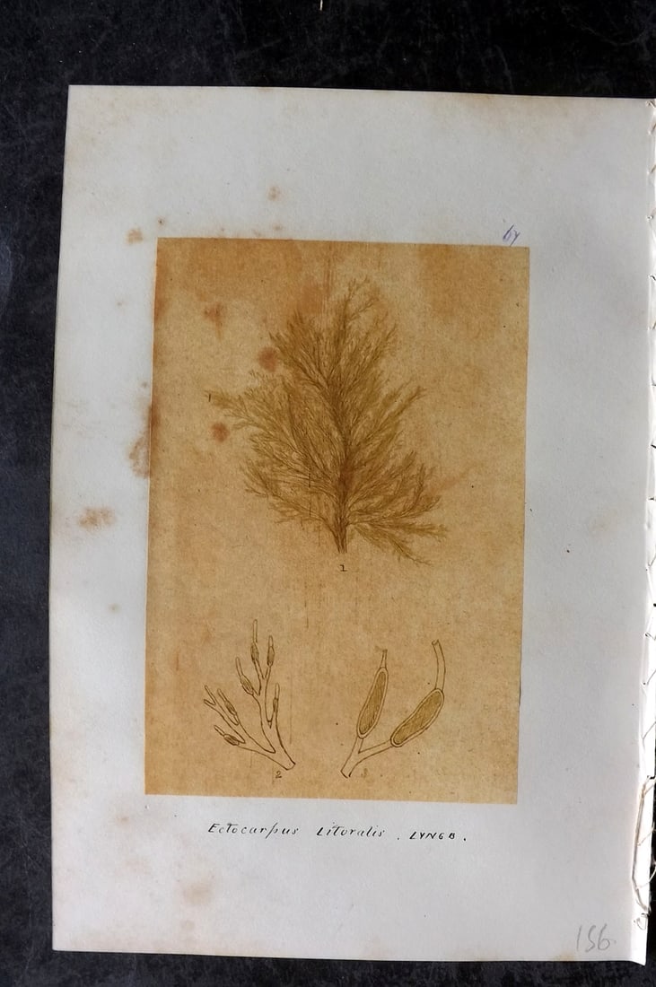 Original Art C1875 Seaweed. Ectocarpus Litoralis 67: Pen, Ink and/or Watercolour Made in C1875, England for a privately created work on British Seaweeds by an unknown but Gifted Artist. Each drawing with accompanying descriptive manuscript plate, also f