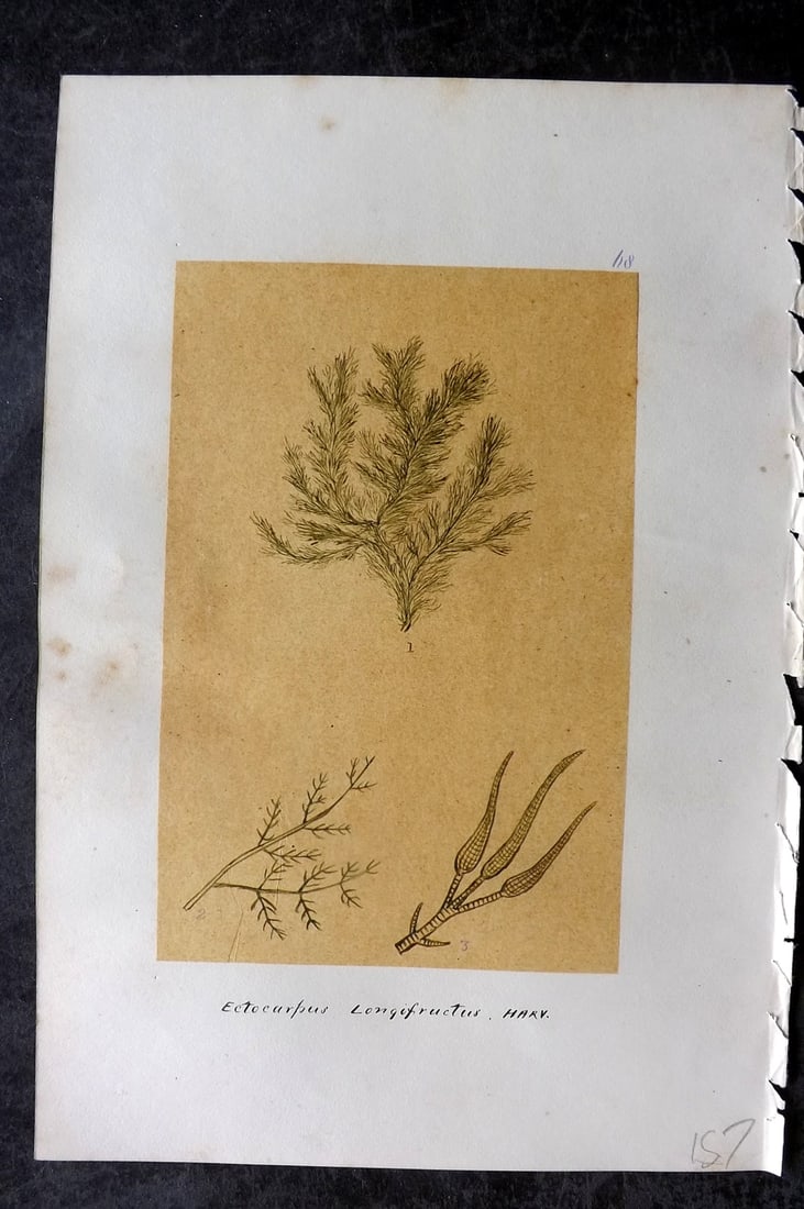 Original Art C1875 Seaweed. Ectocarpus Longifructus 68: Pen, Ink and/or Watercolour Made in C1875, England for a privately created work on British Seaweeds by an unknown but Gifted Artist. Each drawing with accompanying descriptive manuscript plate, also f