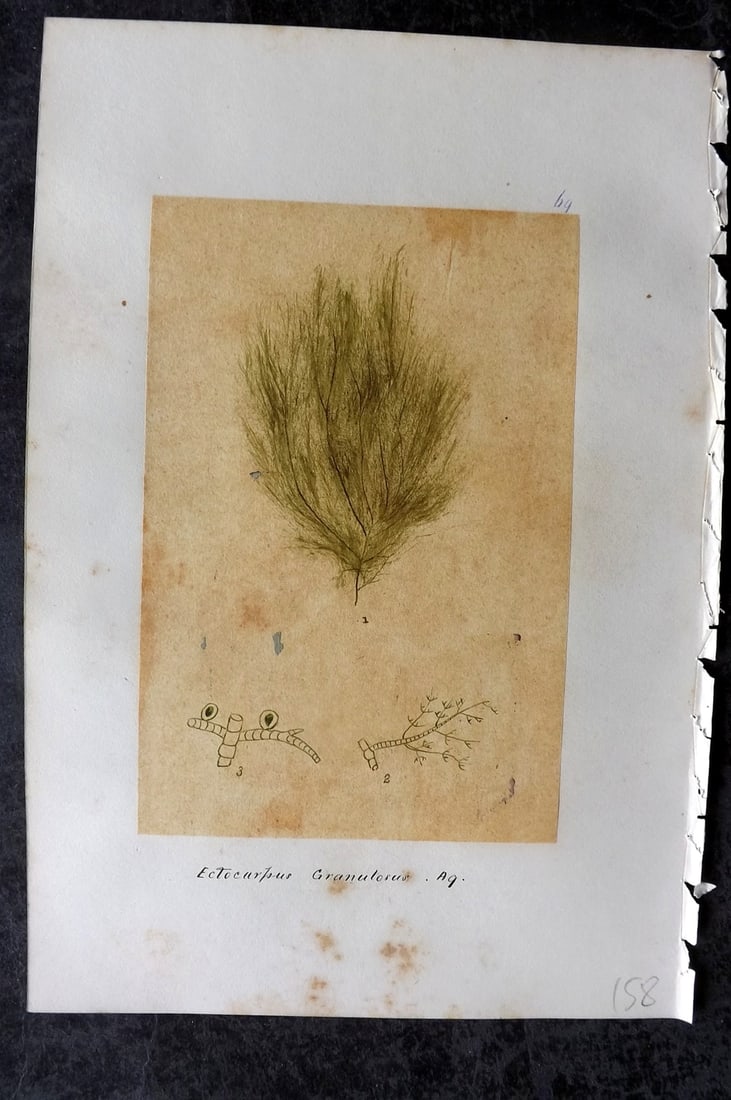 Original Art C1875 Seaweed. Ectocarpus Granulosus 69: Pen, Ink and/or Watercolour Made in C1875, England for a privately created work on British Seaweeds by an unknown but Gifted Artist. Each drawing with accompanying descriptive manuscript plate, also f