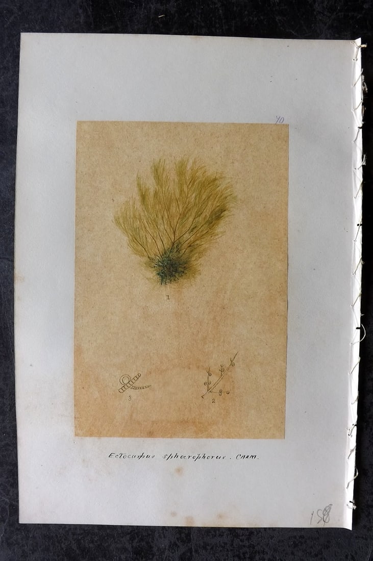 Original Art C1875 Seaweed. Ectocarpus Sphaerophorus 70: Pen, Ink and/or Watercolour Made in C1875, England for a privately created work on British Seaweeds by an unknown but Gifted Artist. Each drawing with accompanying descriptive manuscript plate, also f