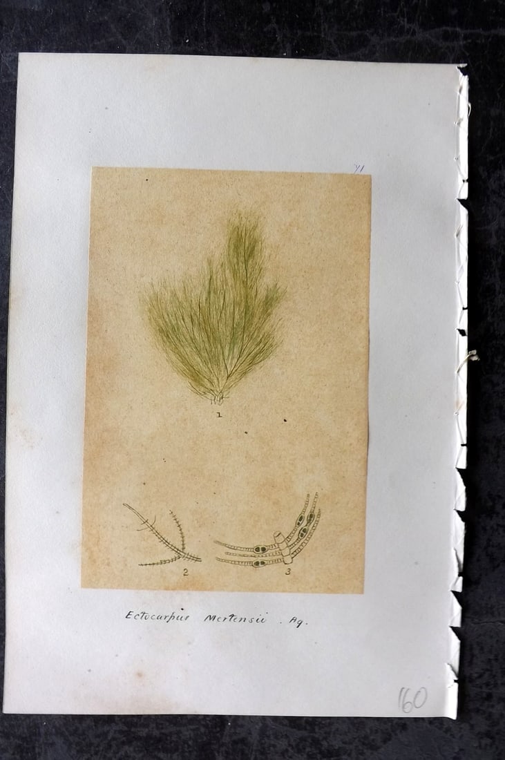 Original Art C1875 Seaweed. Ectocarpus Mertensii 71: Pen, Ink and/or Watercolour Made in C1875, England for a privately created work on British Seaweeds by an unknown but Gifted Artist. Each drawing with accompanying descriptive manuscript plate, also f