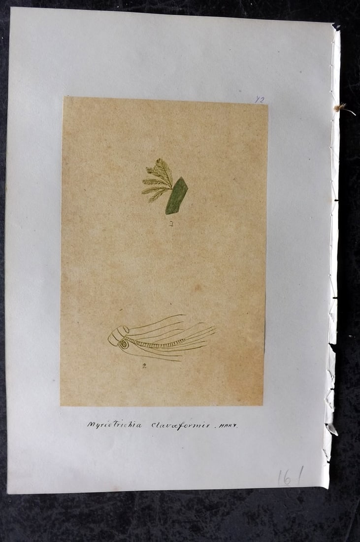 Original Art C1875 Seaweed. Myriotrichia Claevaeformis 72: Pen, Ink and/or Watercolour Made in C1875, England for a privately created work on British Seaweeds by an unknown but Gifted Artist. Each drawing with accompanying descriptive manuscript plate, also f