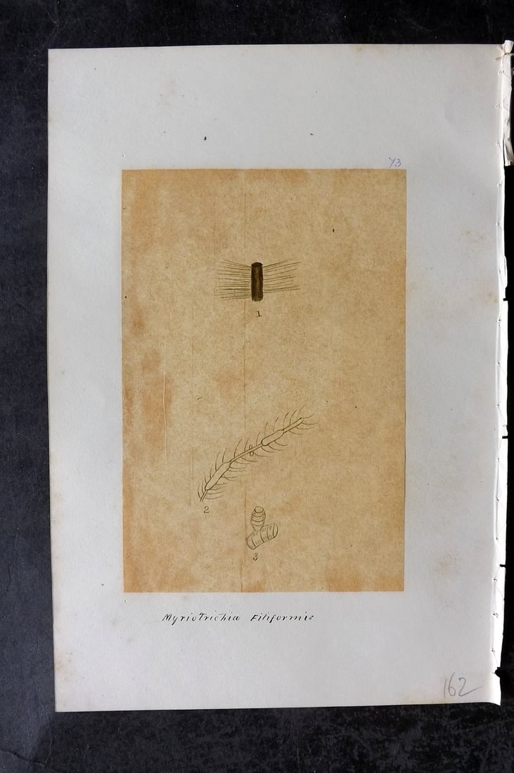 Original Art C1875 Seaweed. Myriotrichia Filiformis 73: Pen, Ink and/or Watercolour Made in C1875, England for a privately created work on British Seaweeds by an unknown but Gifted Artist. Each drawing with accompanying descriptive manuscript plate, also f