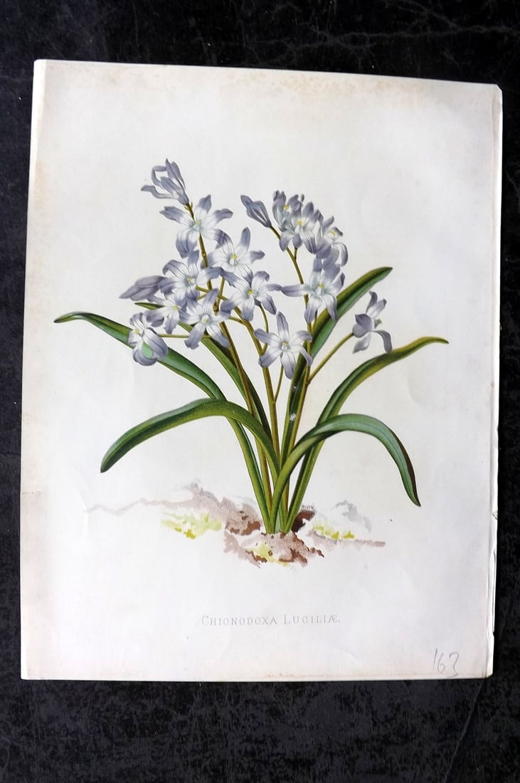 Paxton, Joseph 1884 Botanical Print. Chionodoxa Luciliae (1 of 1)