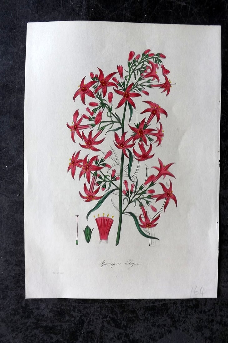 Paxton, Joseph 1834 Hand Col Botanical Print. Ipomopsis Elegans: Hand Colored Etchings Published 1834-49, London for "Paxton's Magazine of Botany" by Joseph Paxton. Paper Size: 8.5 x 6 inch (22 x 16cm) Good Condition