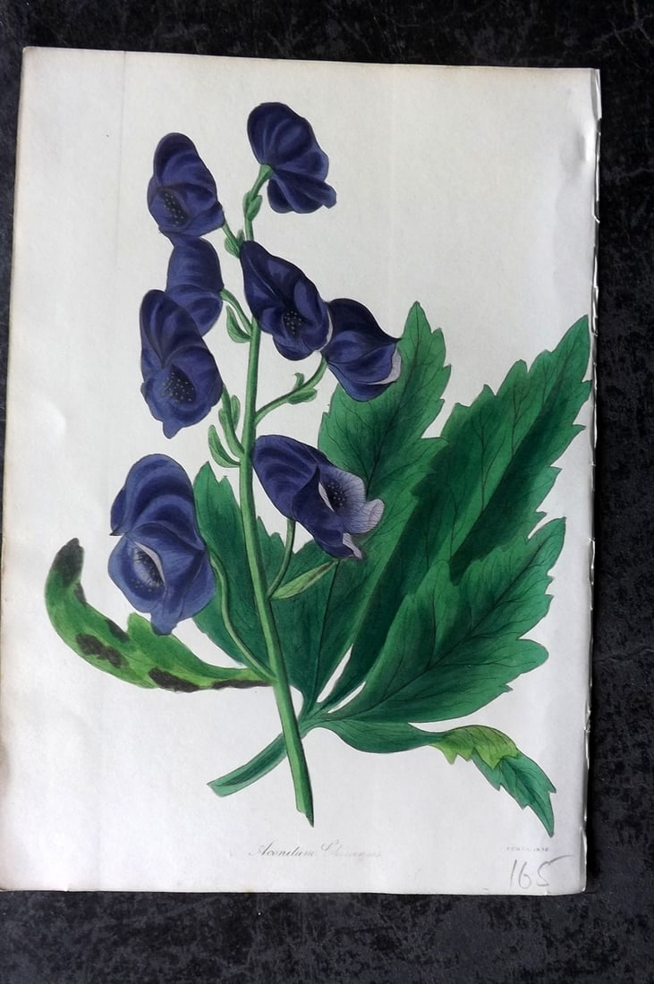 Paxton, Joseph 1838 Hand Col Botanical Print. Aconitum Chinensis: Hand Colored Etchings Published 1834-49, London for "Paxton's Magazine of Botany" by Joseph Paxton. Paper Size: 9 x 6 inch (23 x 16cm) Good Condition