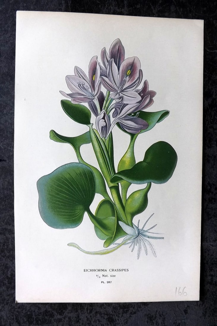 Step, Edward 1897 Antique Botanical Print. Eichhornia Crassipes 287: Chromolithograph Published 1896-97 by Frederick Warne & Co., London for "Favourite Flowers of Garden and Greenhouse" by Edward Step and William Watson. Paper Size: 9 x 6 inch (23 x 15cm) Good Conditio