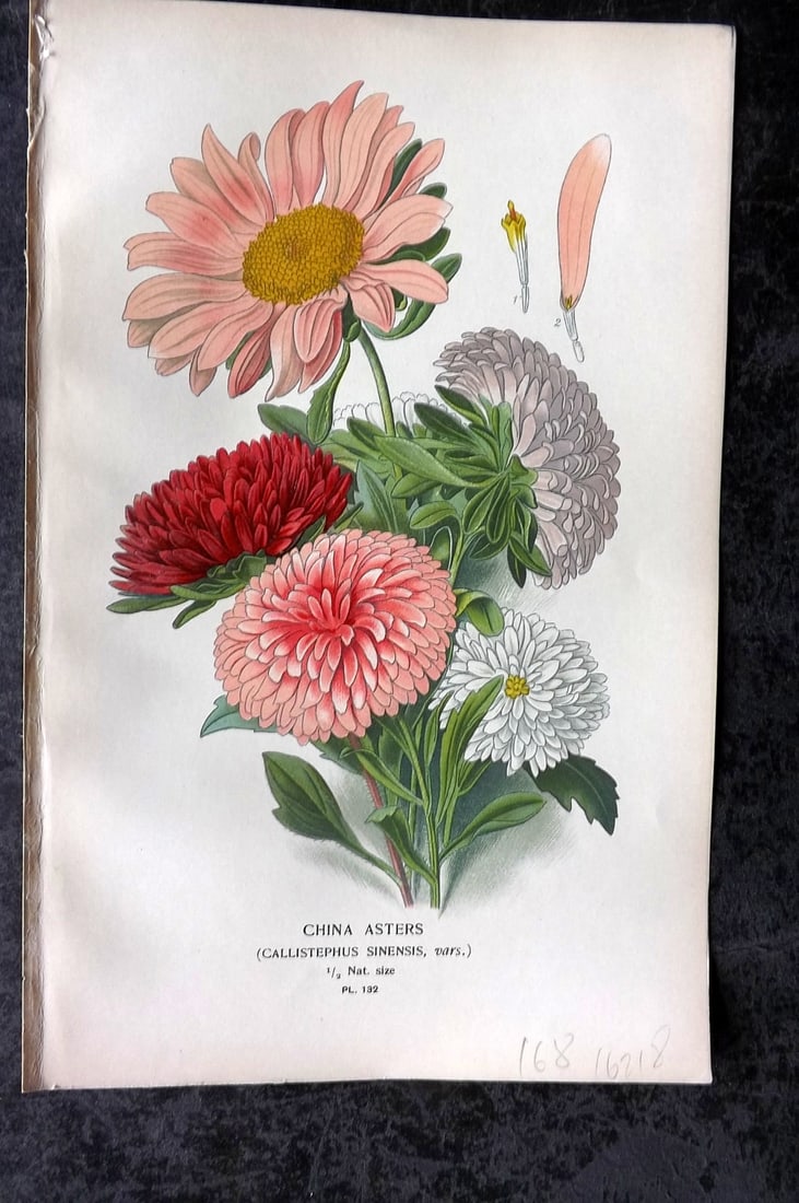 Step, Edward 1897 Antique Botanical Print. China Asters 132 (1 of 1)