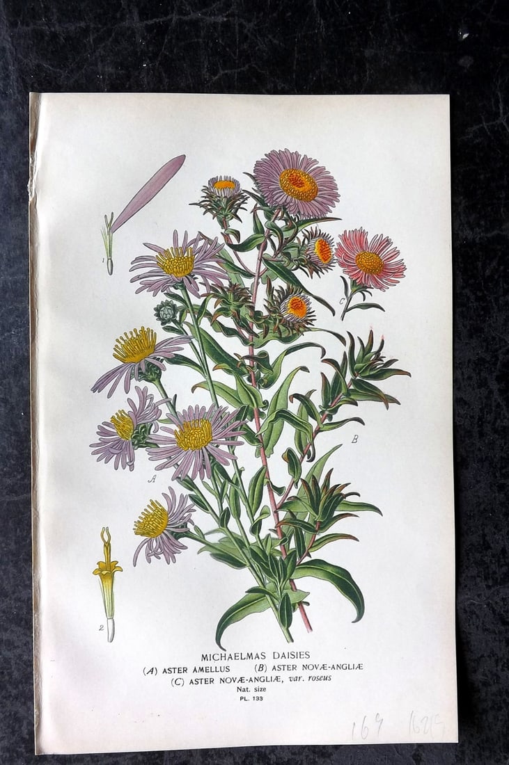 Step, Edward 1897 Antique Botanical Print. Michaelmas Daisies 133: Chromolithograph Published 1896-97 by Frederick Warne & Co., London for "Favourite Flowers of Garden and Greenhouse" by Edward Step and William Watson. Paper Size: 9 x 6 inch (23 x 15cm) Good Conditio