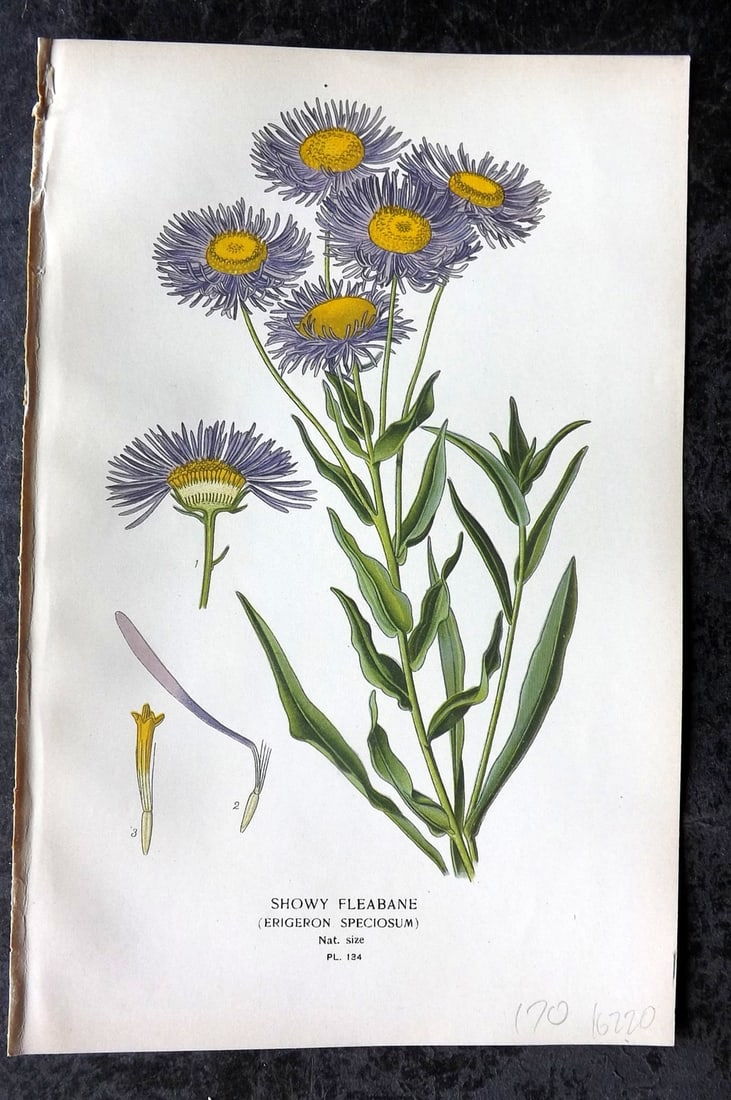 Step, Edward 1897 Antique Botanical Print. Showy Fleabane 134: Chromolithograph Published 1896-97 by Frederick Warne & Co., London for "Favourite Flowers of Garden and Greenhouse" by Edward Step and William Watson. Paper Size: 9 x 6 inch (23 x 15cm) Good Conditio