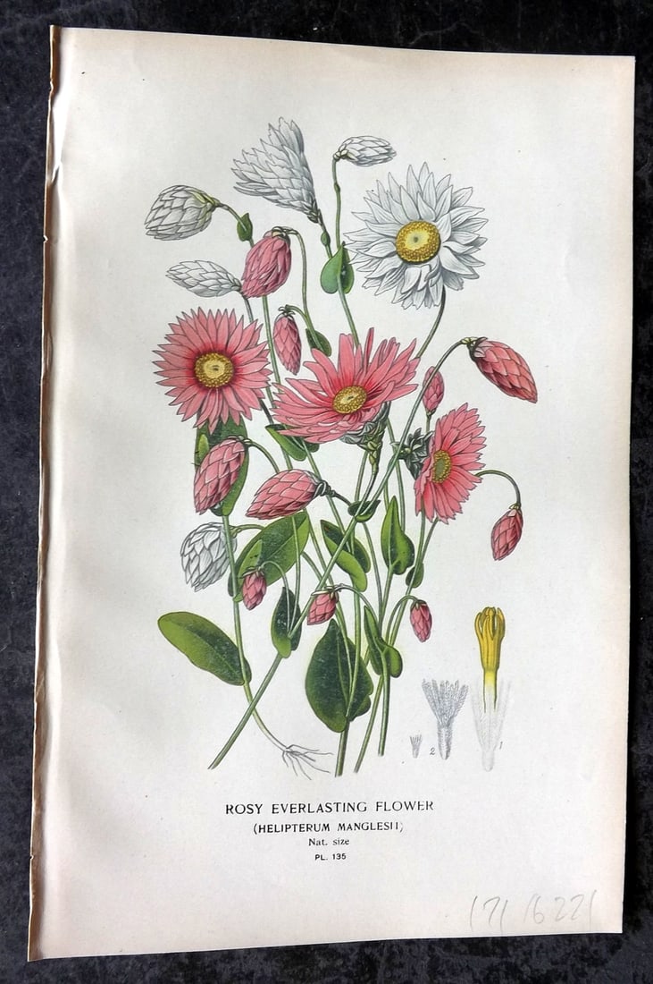 Step, Edward 1897 Antique Botanical Print. Rosy Everlasting Flower 135: Chromolithograph Published 1896-97 by Frederick Warne & Co., London for "Favourite Flowers of Garden and Greenhouse" by Edward Step and William Watson. Paper Size: 9 x 6 inch (23 x 15cm) Good Conditio
