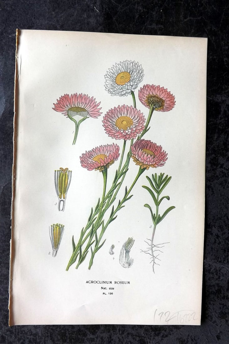 Step, Edward 1897 Antique Botanical Print. Acroclinium Roseum 136: Chromolithograph Published 1896-97 by Frederick Warne & Co., London for "Favourite Flowers of Garden and Greenhouse" by Edward Step and William Watson. Paper Size: 9 x 6 inch (23 x 15cm) Good Conditio