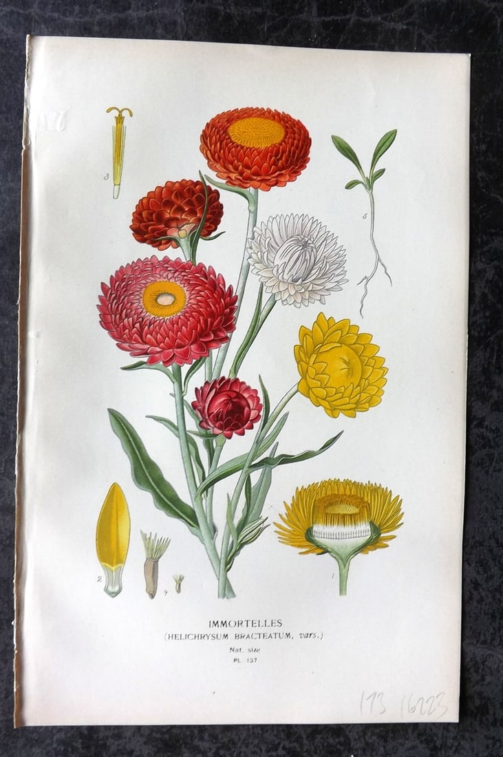 Step, Edward 1897 Antique Botanical Print. Imortelles 137: Chromolithograph Published 1896-97 by Frederick Warne & Co., London for "Favourite Flowers of Garden and Greenhouse" by Edward Step and William Watson. Paper Size: 9 x 6 inch (23 x 15cm) Good Conditio