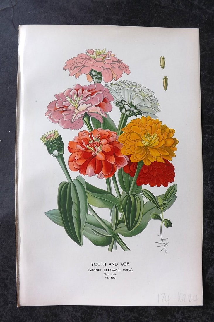 Step, Edward 1897 Antique Botanical Print. Youth and Age 138: Chromolithograph Published 1896-97 by Frederick Warne & Co., London for "Favourite Flowers of Garden and Greenhouse" by Edward Step and William Watson. Paper Size: 9 x 6 inch (23 x 15cm) Good Conditio