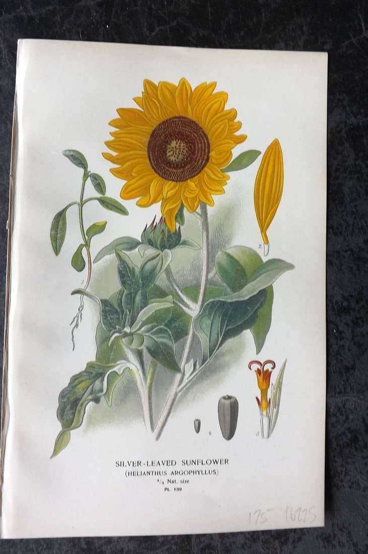 Step, Edward 1897 Antique Botanical Print. Silver-Leaved Sunflower 139 (1 of 1)